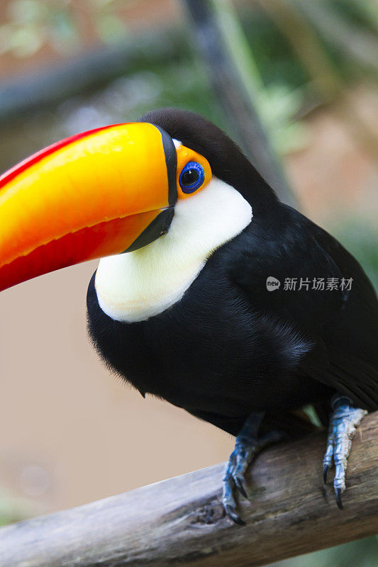 Foz do Iguaçu，热带鸟类